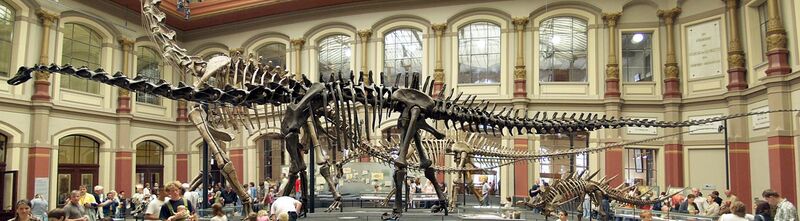 File:Naturkundemuseum Berlin - Dinosaurierhalle.jpg