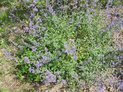 Nepeta grandiflora (Habitus).jpg