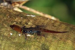Ocellated gecko (Gonatodes ocellatus) male LTo.JPG