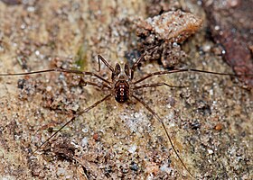 Opiliones, Dyspnoi, F. Sabaconidae, Sabicon cavicolens (2278894684).jpg