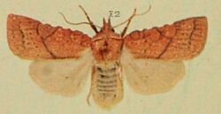 Orange Upperwing Moths of the British Isles.jpg