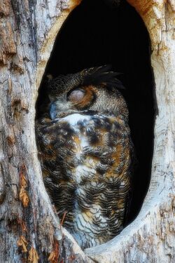 Owl sleeping in tree.jpg