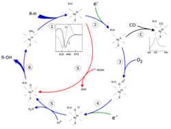 P450cycle.svg