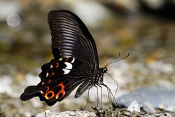 Papilio helenus fortunius male 20131027.jpg