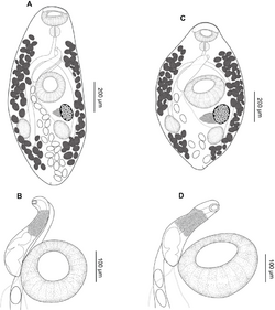 Parasite210036-fig2 - Creptotrema (Digenea, Allocreadiidae).png