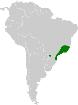 Phaethornis squalidus map.svg