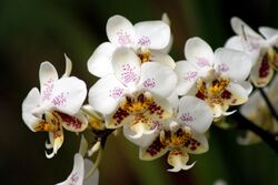 Phalaenopsis stuartiana - Flickr 003.jpg