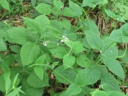 Phryma oblongifolia 60359778.jpg