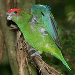 A green parrot with a red forehead, and blue eye-spots and wings