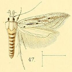 Pl.5-fig.47-Pyncostola suffusellus (Walsingham, 1891) (Megacraspedus).jpg
