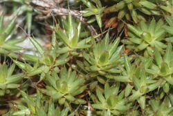 Polytrichum piliferum (b, 113339-471137) 7699.jpg