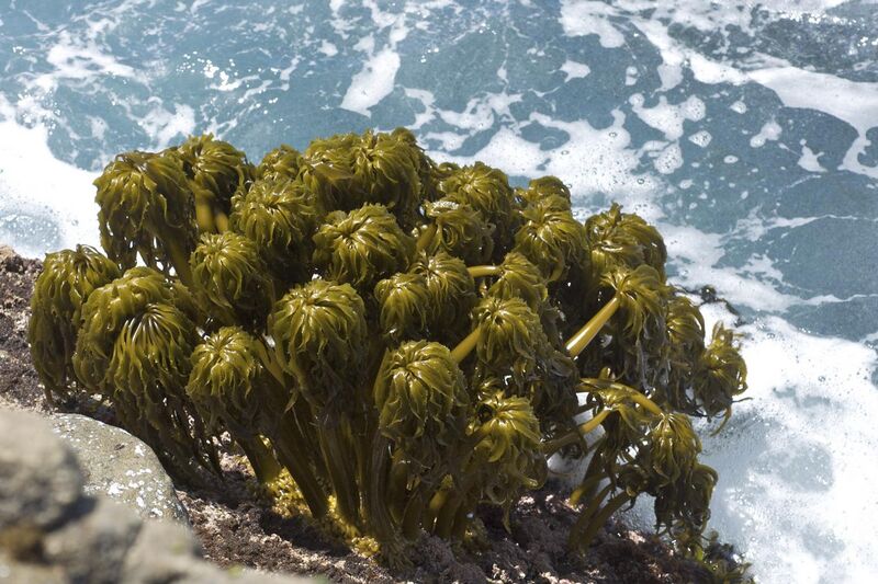 File:Postelsia palmaeformis Salt Point.jpg