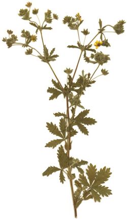 Potentilla intermedia herbarium.jpg