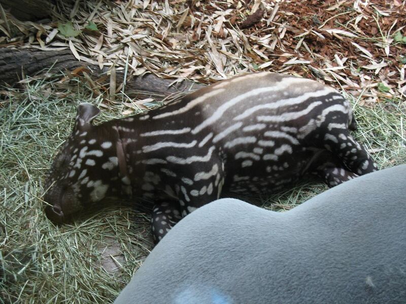 File:Princess Tapir sleeping.JPG