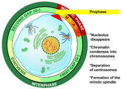 Prophase eukaryotic mitosis.svg