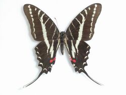 Protographium philolaus (Boisduval, 1836).JPG