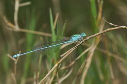 Pseudagrion decorum-Thekkady-2016-12-02-001.jpg