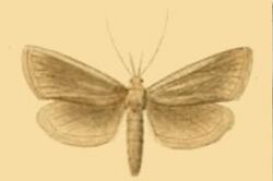 Pseudobissetia terrestrellus.JPG