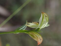 Pterostylis major.jpg