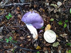 Purple Pouch Fungus imported from iNaturalist photo 38755052 on 4 September 2022.jpg