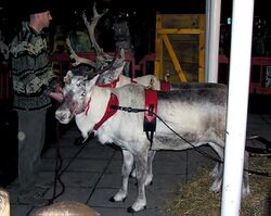 Reindeer.yate.arp.750pix.jpg