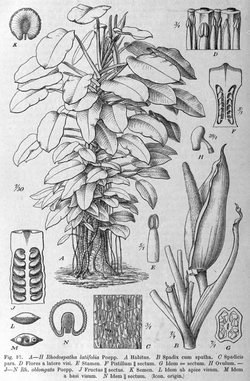 Rhodospatha latifolia DPR.png