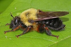 Robber Fly - Laphria thoracica, Leesylvania State Park, Woodbridge, Virginia.jpg