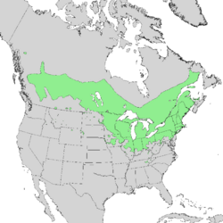 Salix discolor range map 1.png
