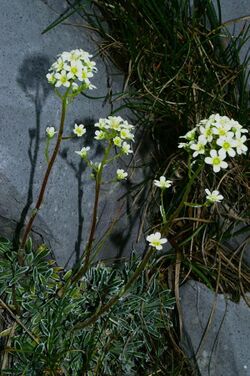 Saxifraga crustata mo2.JPG