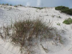 Schizachyrium maritimum dunes.jpg