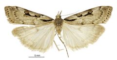 Scoparia s.l. scripta male.jpg