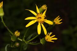 Senecio triangularis 0609.JPG