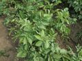 Solanum tuberosum Flava (02).jpg