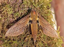 Sphinx moth (Xylophanes crotonis).jpg