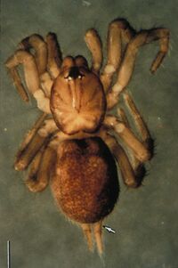 Spruce Fir Moss Spider.jpg