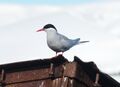 Sterna vittata - Antarctica V (cropped).jpg
