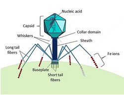 Structure of a Myoviridae bacteriophage 2.jpg