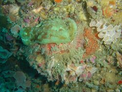 Sumo crab wearing a sponge at Star Wall DSC00047.JPG