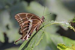 Swallowtail (Papilio mangoura) female underside.jpg