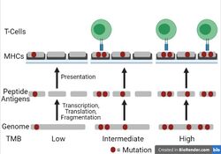 TMB-Antigen Association.jpg