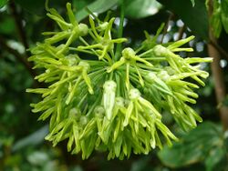 Telosma procumbens.jpg