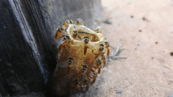 Tetragonisca angustula en Cordillera, Paraguay.gif