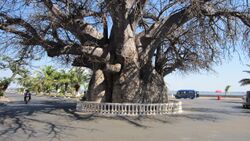 The baobab, Mahajanga.jpg