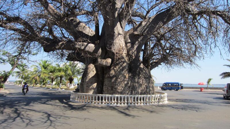File:The baobab, Mahajanga.jpg