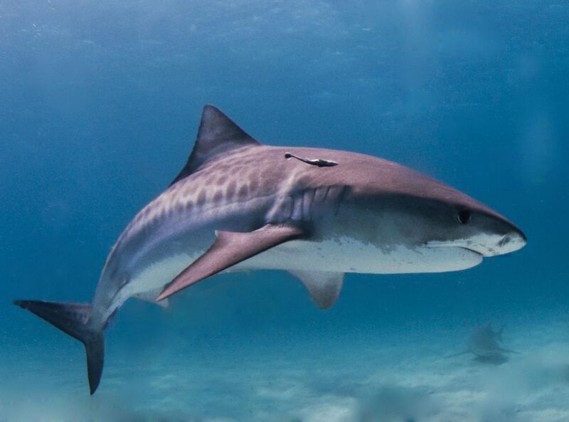 File:Tiger shark.jpg