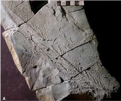 Trepassia wardae fossil.png