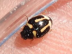 Trident Lady Beetle.jpg