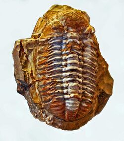 Trilobites - Phacops fecundus.JPG