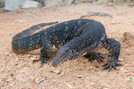 An Asian water monitor in sand