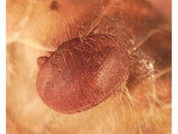 Varroa jacobsoni attached to a bee.jpg